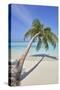 A tropical island beachside coconut palm, Gaafu Dhaalu atoll, in the far south of The Maldives-Nigel Hicks-Stretched Canvas