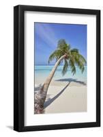 A tropical island beachside coconut palm, Gaafu Dhaalu atoll, in the far south of The Maldives-Nigel Hicks-Framed Photographic Print