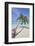 A tropical island beachside coconut palm, Gaafu Dhaalu atoll, in the far south of The Maldives-Nigel Hicks-Framed Photographic Print