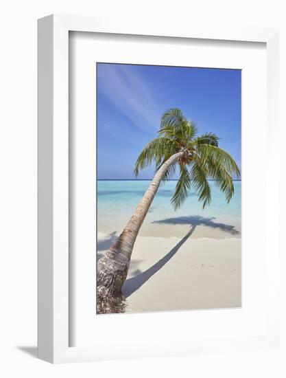 A tropical island beachside coconut palm, Gaafu Dhaalu atoll, in the far south of The Maldives-Nigel Hicks-Framed Photographic Print