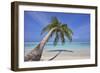 A tropical island beachside coconut palm, Gaafu Dhaalu atoll, in the far south of The Maldives-Nigel Hicks-Framed Photographic Print