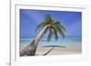 A tropical island beachside coconut palm, Gaafu Dhaalu atoll, in the far south of The Maldives-Nigel Hicks-Framed Photographic Print