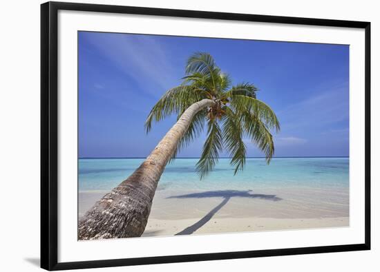 A tropical island beachside coconut palm, Gaafu Dhaalu atoll, in the far south of The Maldives-Nigel Hicks-Framed Photographic Print