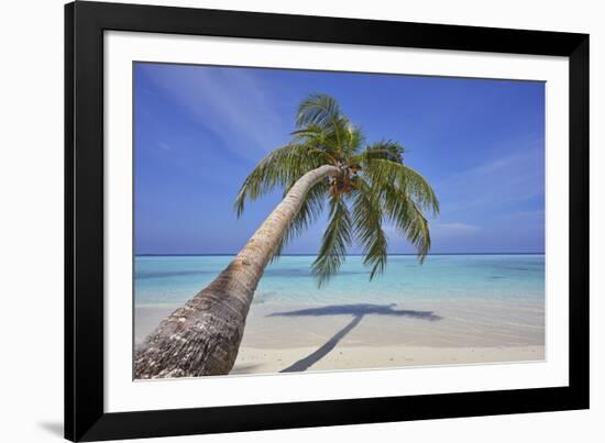 A tropical island beachside coconut palm, Gaafu Dhaalu atoll, in the far south of The Maldives-Nigel Hicks-Framed Photographic Print