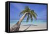 A tropical island beachside coconut palm, Gaafu Dhaalu atoll, in the far south of The Maldives-Nigel Hicks-Framed Stretched Canvas