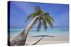 A tropical island beachside coconut palm, Gaafu Dhaalu atoll, in the far south of The Maldives-Nigel Hicks-Stretched Canvas