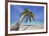 A tropical island beachside coconut palm, Gaafu Dhaalu atoll, in the far south of The Maldives-Nigel Hicks-Framed Photographic Print