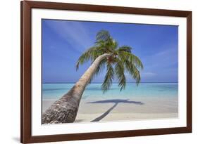 A tropical island beachside coconut palm, Gaafu Dhaalu atoll, in the far south of The Maldives-Nigel Hicks-Framed Photographic Print