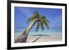 A tropical island beachside coconut palm, Gaafu Dhaalu atoll, in the far south of The Maldives-Nigel Hicks-Framed Photographic Print