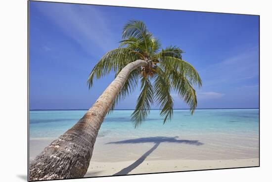 A tropical island beachside coconut palm, Gaafu Dhaalu atoll, in the far south of The Maldives-Nigel Hicks-Mounted Photographic Print