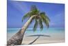 A tropical island beachside coconut palm, Gaafu Dhaalu atoll, in the far south of The Maldives-Nigel Hicks-Mounted Photographic Print