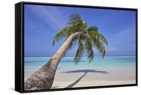 A tropical island beachside coconut palm, Gaafu Dhaalu atoll, in the far south of The Maldives-Nigel Hicks-Framed Stretched Canvas