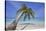 A tropical island beachside coconut palm, Gaafu Dhaalu atoll, in the far south of The Maldives-Nigel Hicks-Stretched Canvas