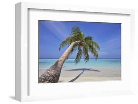 A tropical island beachside coconut palm, Gaafu Dhaalu atoll, in the far south of The Maldives-Nigel Hicks-Framed Photographic Print