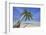 A tropical island beachside coconut palm, Gaafu Dhaalu atoll, in the far south of The Maldives-Nigel Hicks-Framed Photographic Print