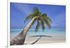 A tropical island beachside coconut palm, Gaafu Dhaalu atoll, in the far south of The Maldives-Nigel Hicks-Framed Photographic Print