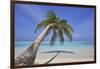 A tropical island beachside coconut palm, Gaafu Dhaalu atoll, in the far south of The Maldives-Nigel Hicks-Framed Photographic Print