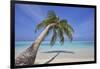 A tropical island beachside coconut palm, Gaafu Dhaalu atoll, in the far south of The Maldives-Nigel Hicks-Framed Photographic Print