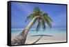 A tropical island beachside coconut palm, Gaafu Dhaalu atoll, in the far south of The Maldives-Nigel Hicks-Framed Stretched Canvas