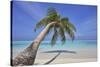 A tropical island beachside coconut palm, Gaafu Dhaalu atoll, in the far south of The Maldives-Nigel Hicks-Stretched Canvas