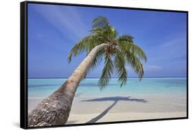 A tropical island beachside coconut palm, Gaafu Dhaalu atoll, in the far south of The Maldives-Nigel Hicks-Framed Stretched Canvas