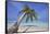 A tropical island beachside coconut palm, Gaafu Dhaalu atoll, in the far south of The Maldives-Nigel Hicks-Framed Stretched Canvas