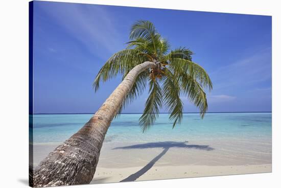 A tropical island beachside coconut palm, Gaafu Dhaalu atoll, in the far south of The Maldives-Nigel Hicks-Stretched Canvas