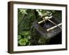 A Tsukubai With Bamboo Ladle in a Garden at Sanzenin Temple in Ohara, Kyoto, Japan-null-Framed Photographic Print