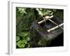 A Tsukubai With Bamboo Ladle in a Garden at Sanzenin Temple in Ohara, Kyoto, Japan-null-Framed Photographic Print