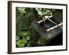 A Tsukubai With Bamboo Ladle in a Garden at Sanzenin Temple in Ohara, Kyoto, Japan-null-Framed Photographic Print