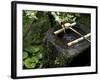 A Tsukubai With Bamboo Ladle in a Garden at Sanzenin Temple in Ohara, Kyoto, Japan-null-Framed Photographic Print