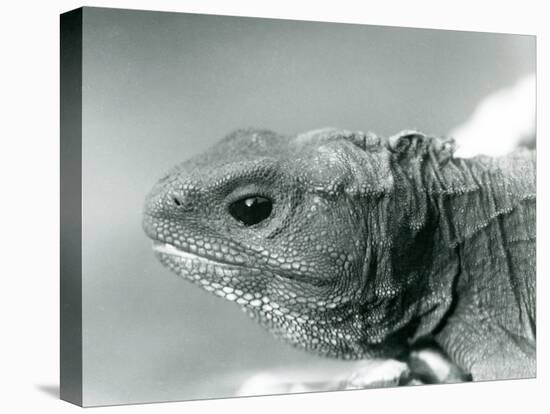 A Tuatara at London Zoo in 1928 (B/W Photo)-Frederick William Bond-Stretched Canvas