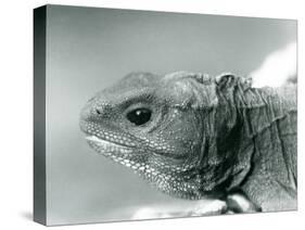 A Tuatara at London Zoo in 1928 (B/W Photo)-Frederick William Bond-Stretched Canvas
