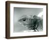 A Tuatara at London Zoo in 1928 (B/W Photo)-Frederick William Bond-Framed Giclee Print