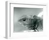 A Tuatara at London Zoo in 1928 (B/W Photo)-Frederick William Bond-Framed Giclee Print