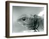 A Tuatara at London Zoo in 1928 (B/W Photo)-Frederick William Bond-Framed Giclee Print