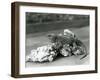 A Tuatara, Lying on a Rock, at London Zoo in 1929 (B/W Photo)-Frederick William Bond-Framed Giclee Print