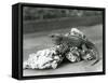 A Tuatara, Lying on a Rock, at London Zoo in 1929 (B/W Photo)-Frederick William Bond-Framed Stretched Canvas