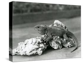 A Tuatara, Lying on a Rock, at London Zoo in 1929 (B/W Photo)-Frederick William Bond-Stretched Canvas