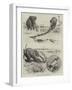 A Tug of War Extraordinary-Godefroy Durand-Framed Giclee Print