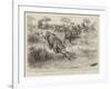 A Tug of War on the Notawani River, South Africa-Godefroy Durand-Framed Giclee Print