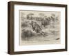 A Tug of War on the Notawani River, South Africa-Godefroy Durand-Framed Giclee Print