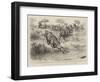 A Tug of War on the Notawani River, South Africa-Godefroy Durand-Framed Giclee Print