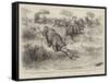 A Tug of War on the Notawani River, South Africa-Godefroy Durand-Framed Stretched Canvas