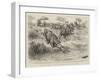 A Tug of War on the Notawani River, South Africa-Godefroy Durand-Framed Giclee Print