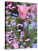 A Tulip at Luxembourg Gardens, Paris, France-William Sutton-Stretched Canvas