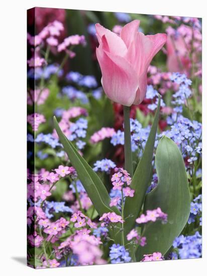 A Tulip at Luxembourg Gardens, Paris, France-William Sutton-Stretched Canvas