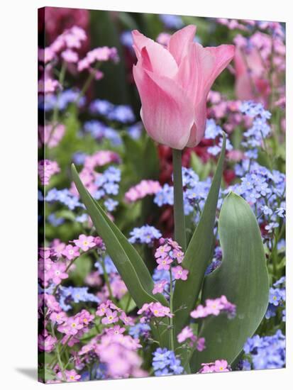 A Tulip at Luxembourg Gardens, Paris, France-William Sutton-Stretched Canvas