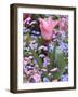 A Tulip at Luxembourg Gardens, Paris, France-William Sutton-Framed Photographic Print