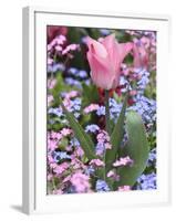 A Tulip at Luxembourg Gardens, Paris, France-William Sutton-Framed Photographic Print